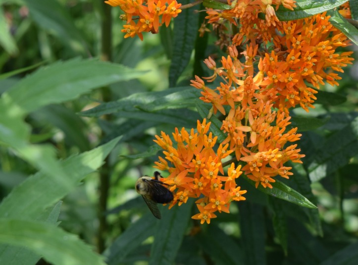 The bees liked these orange beauties.